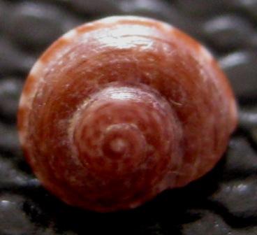 gibbula carenata????